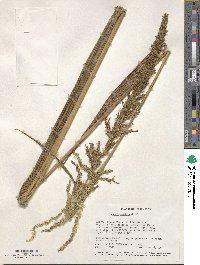 Image of Setaria poiretiana