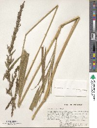 Setaria poiretiana image