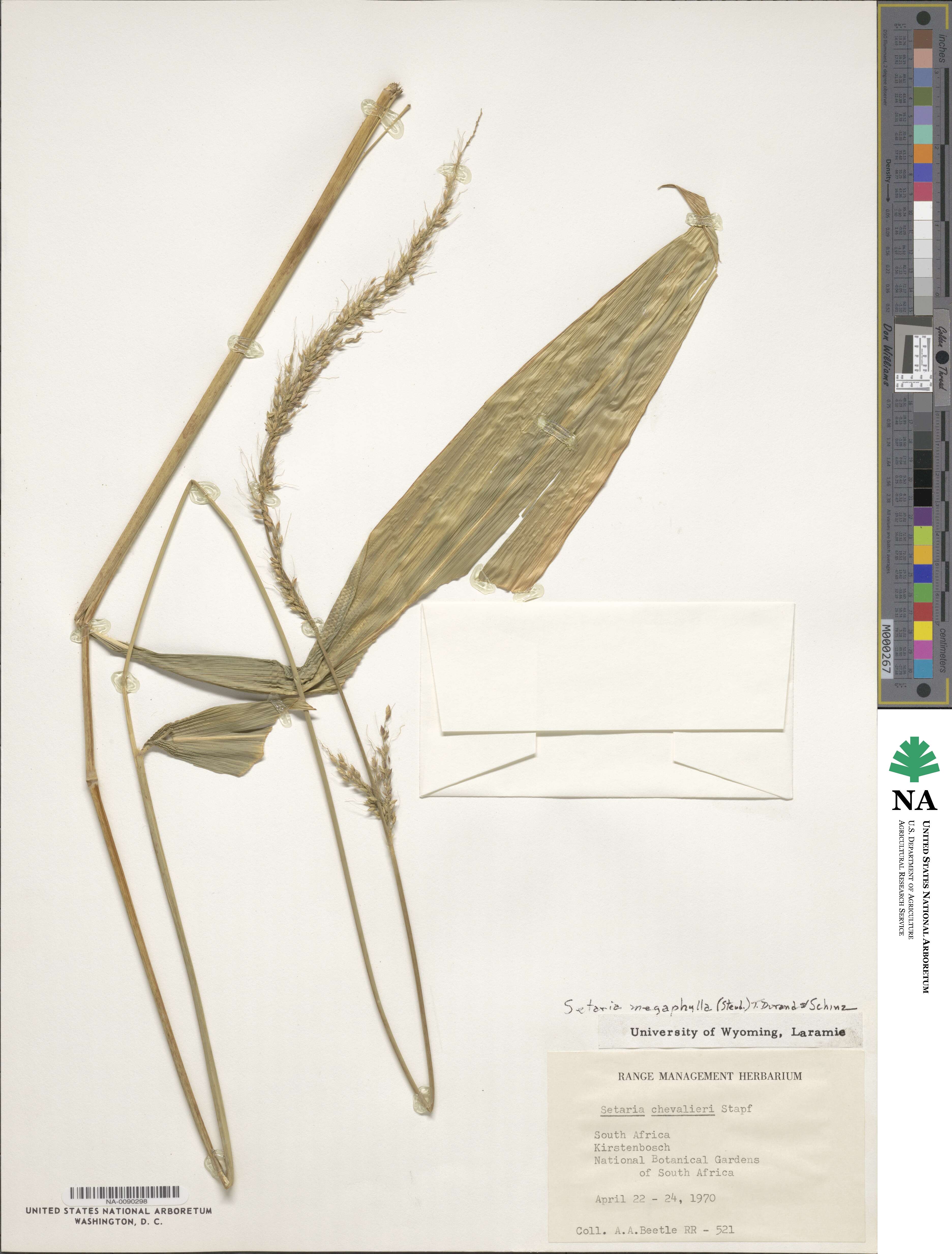 Setaria megaphylla image