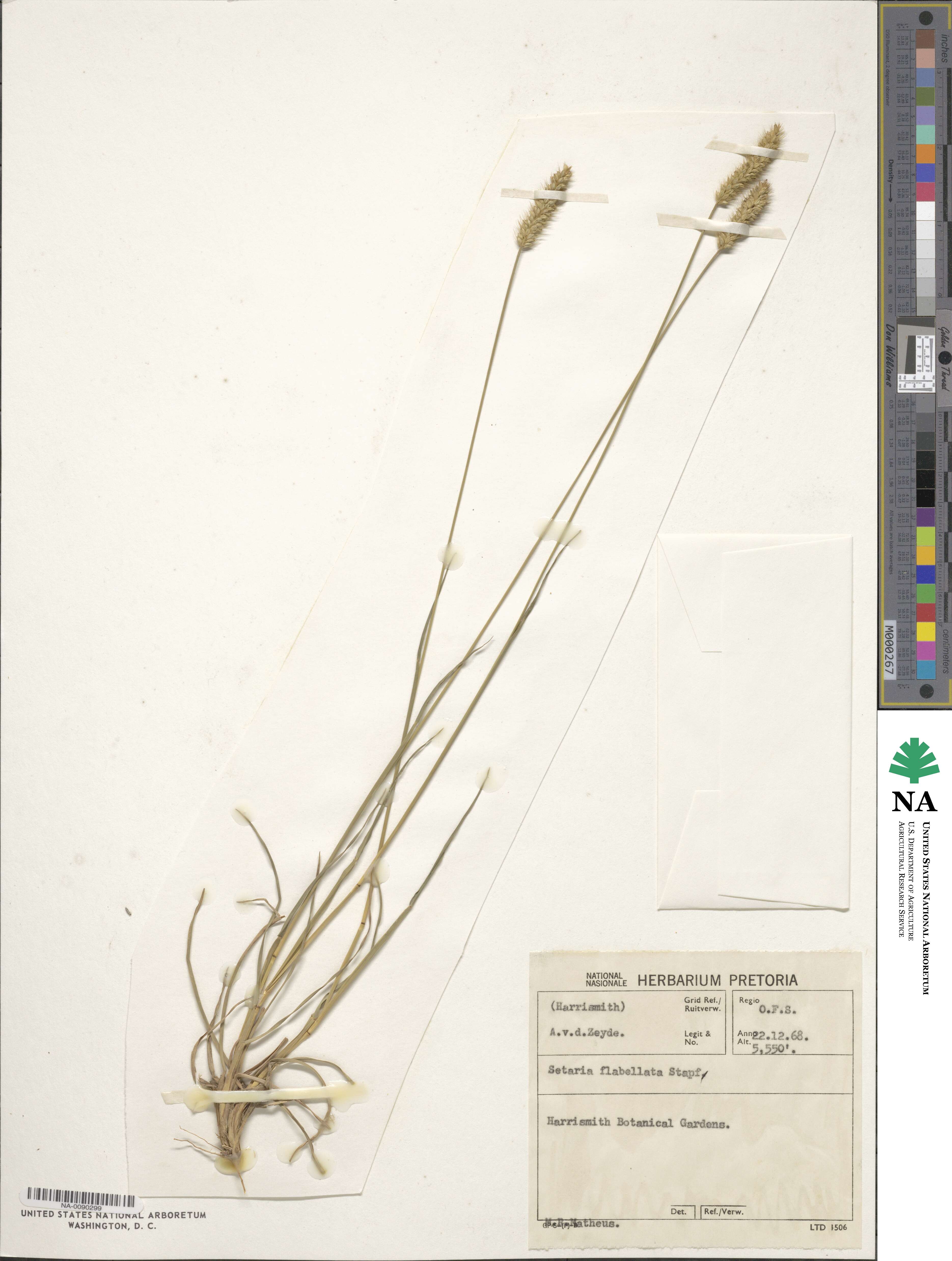 Setaria sphacelata image