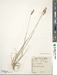 Setaria sphacelata image