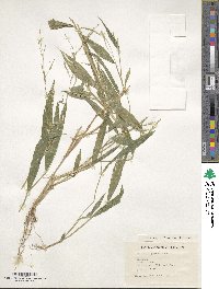 Image of Setaria kagerensis