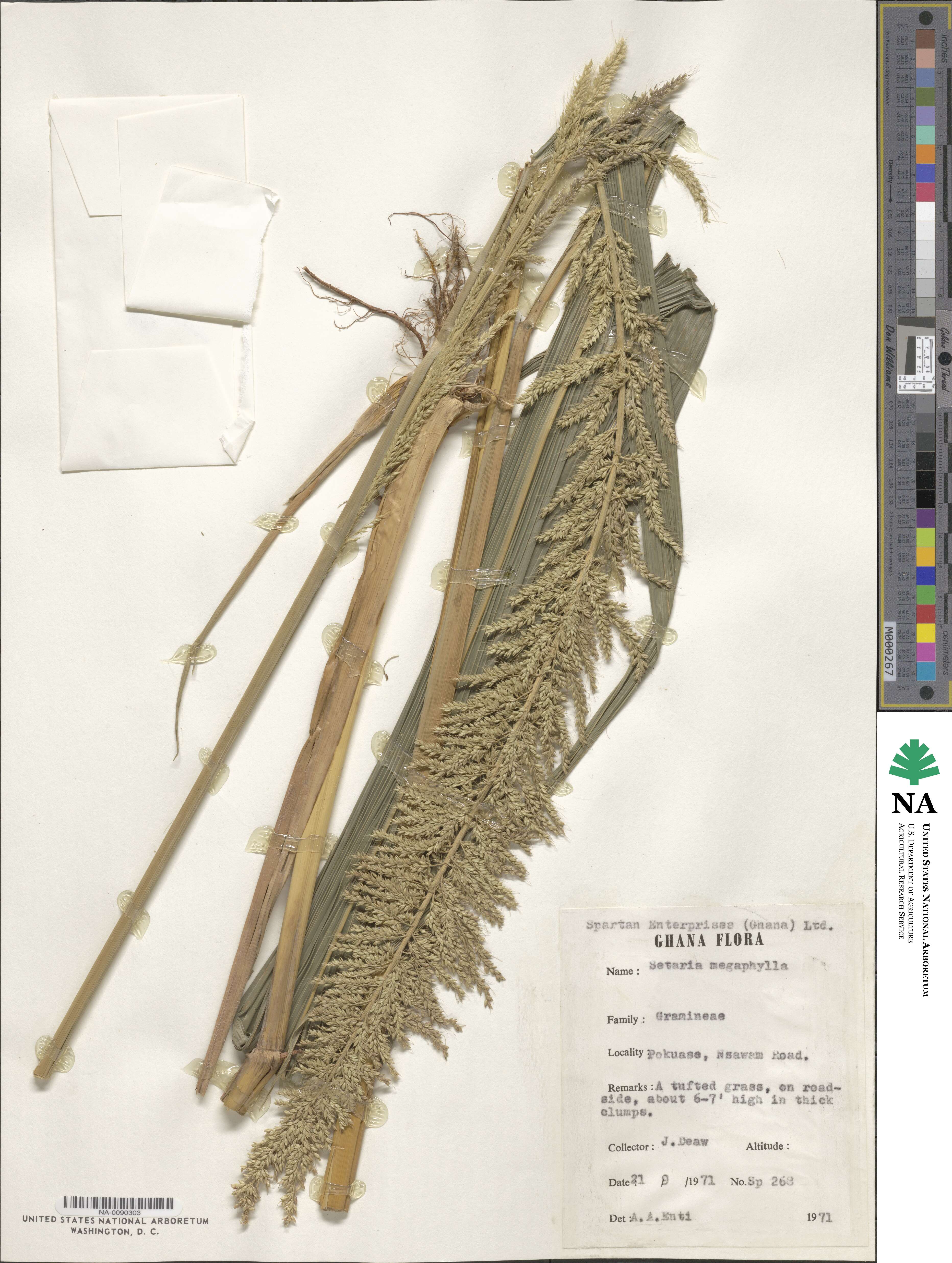 Setaria megaphylla image