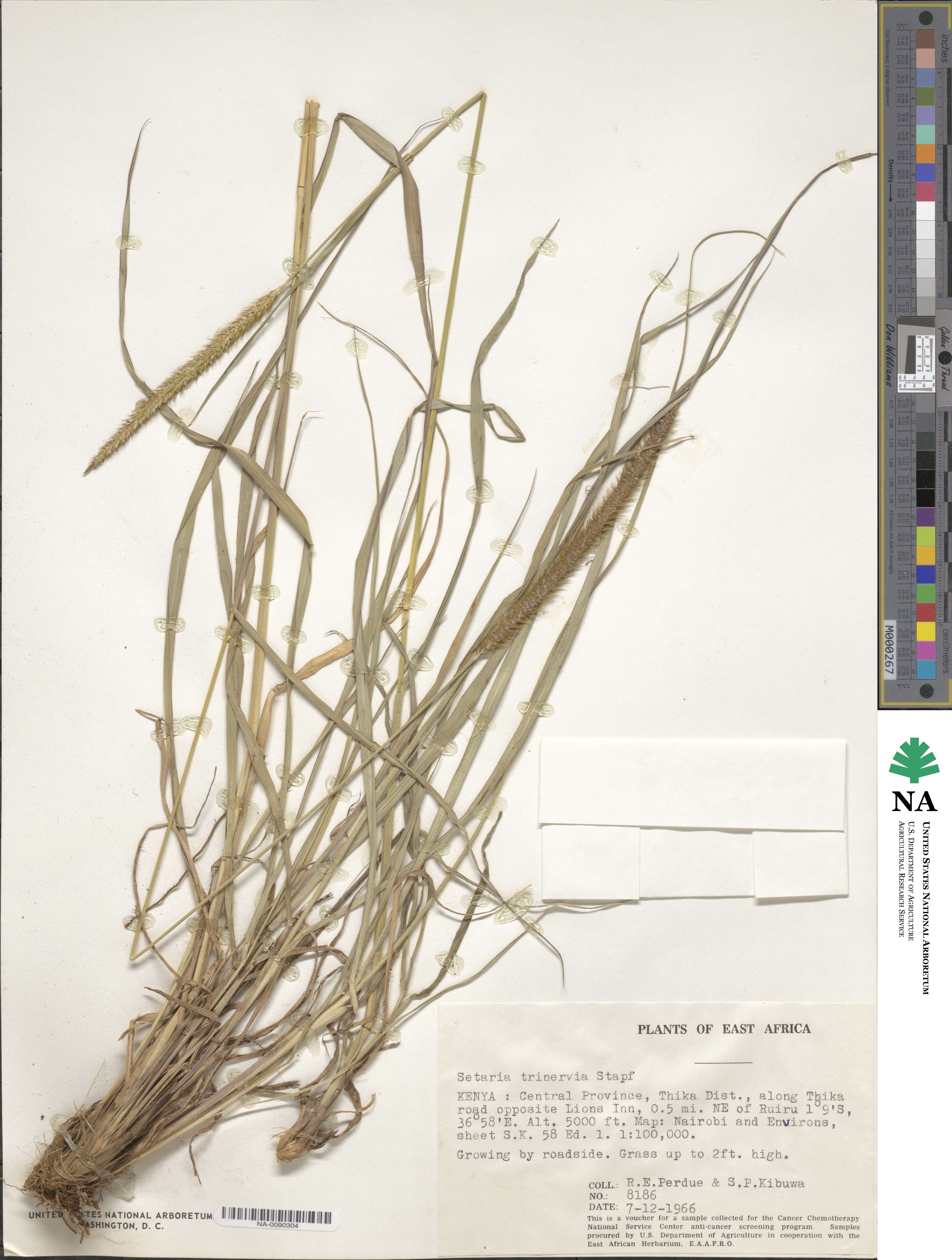 Setaria sphacelata image