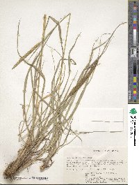 Setaria sphacelata image