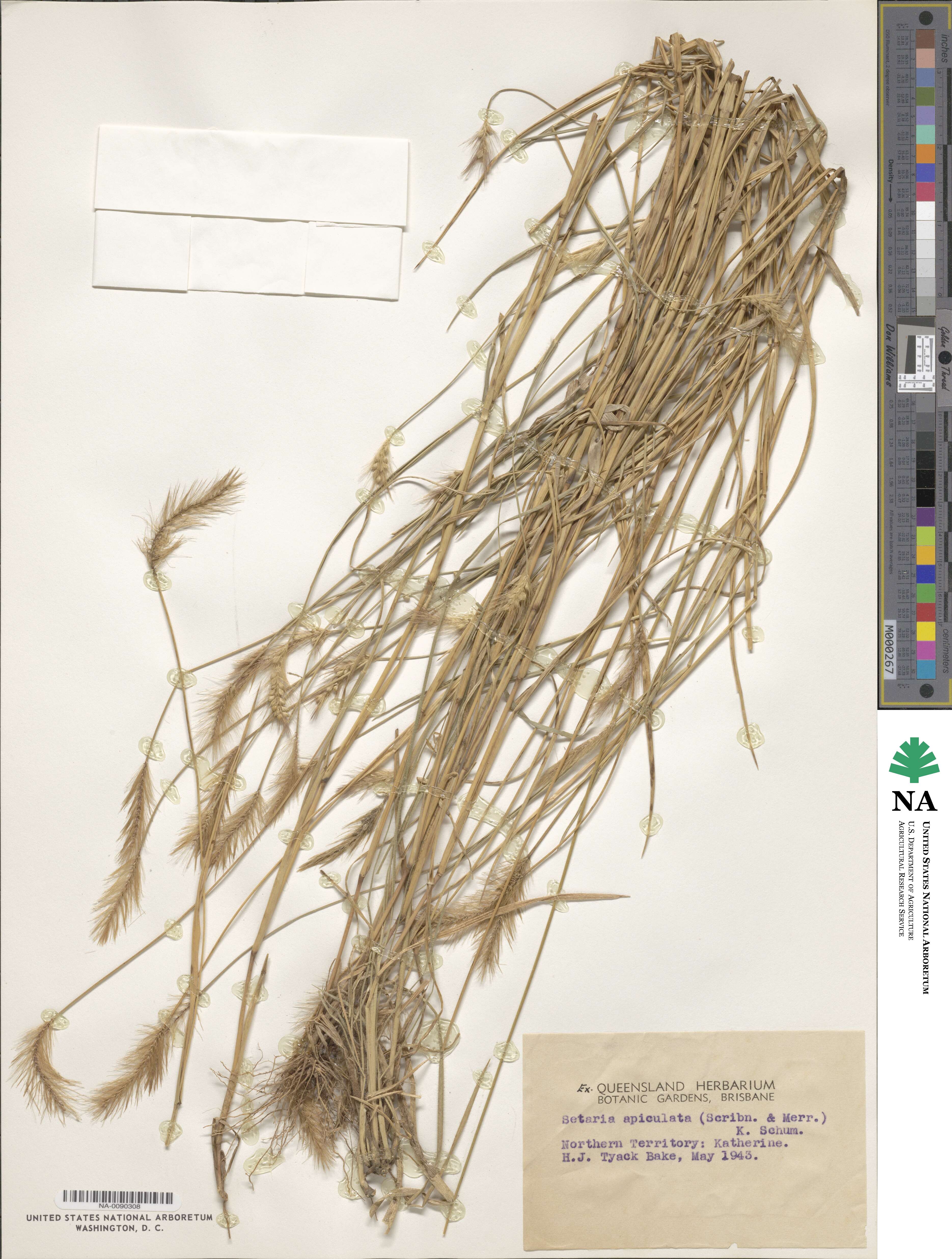 Setaria apiculata image