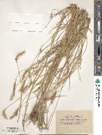 Image of Setaria apiculata