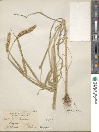 Setaria italica image