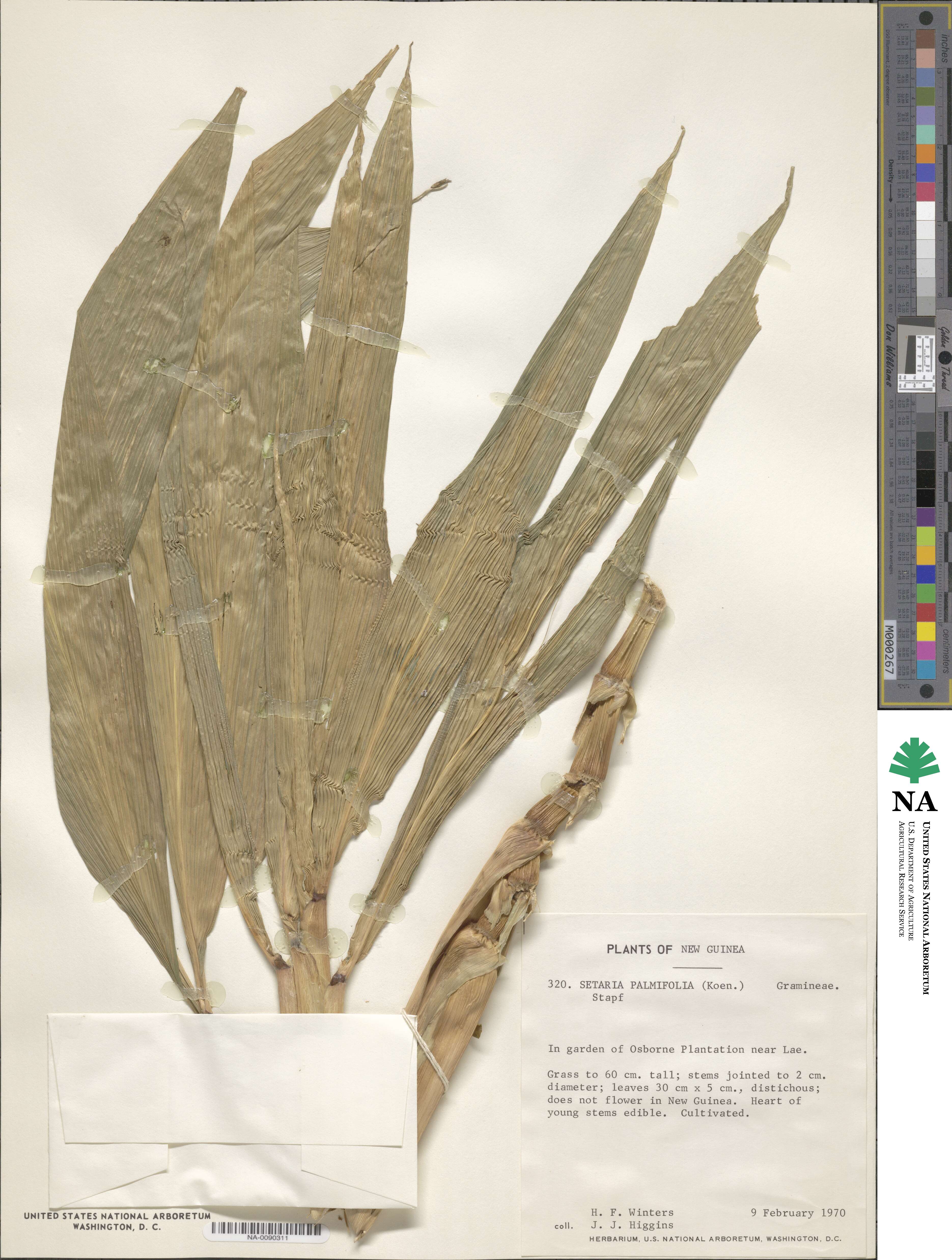 Setaria palmifolia image