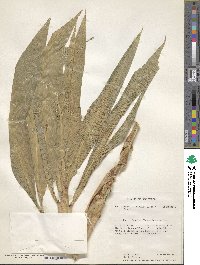 Setaria palmifolia image