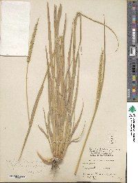 Setaria sphacelata image