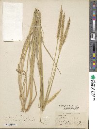 Setaria sphacelata image