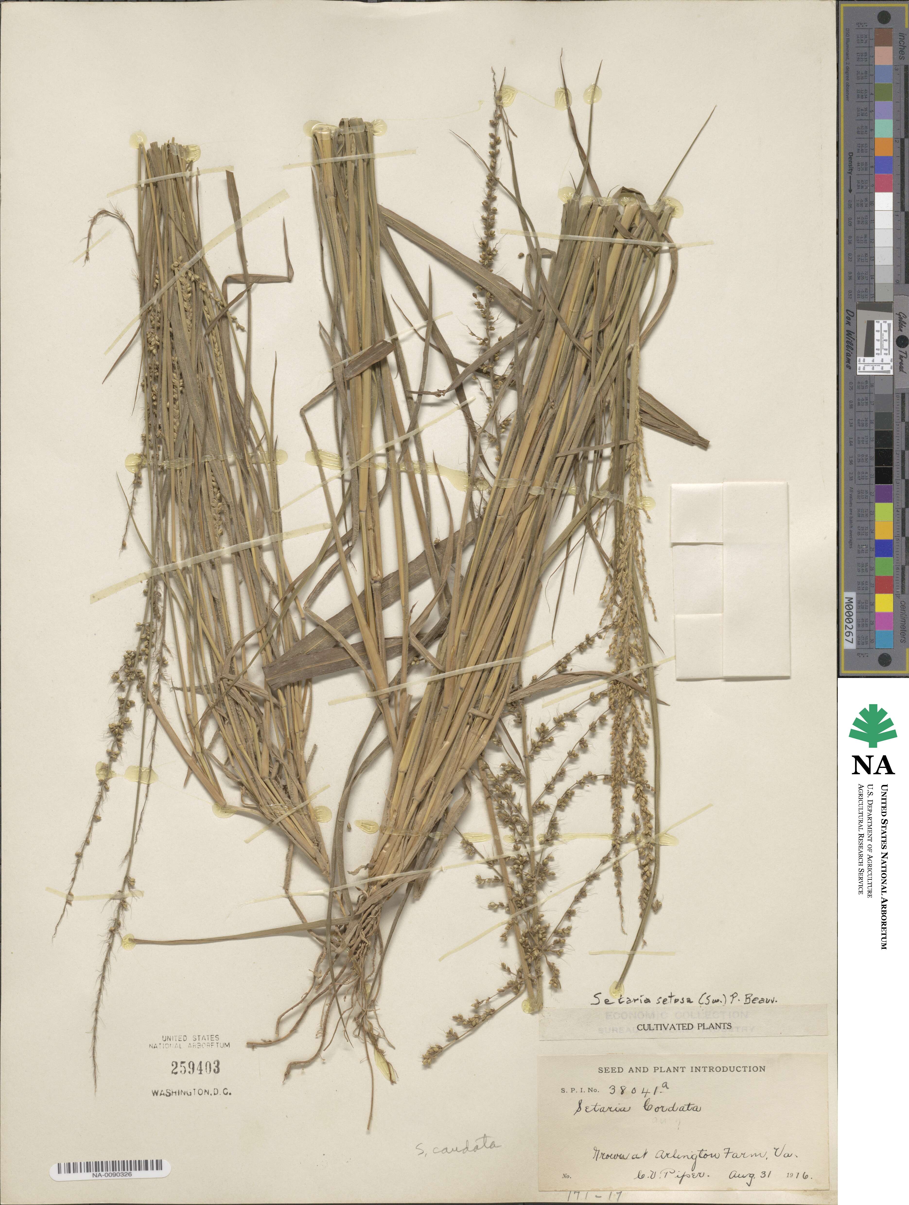 Setaria setosa image