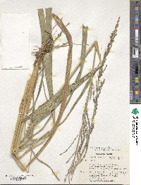 Setaria megaphylla image