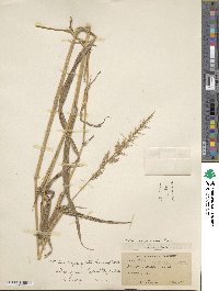 Setaria barbata image