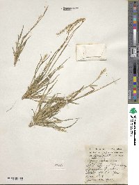 Setaria faberi image