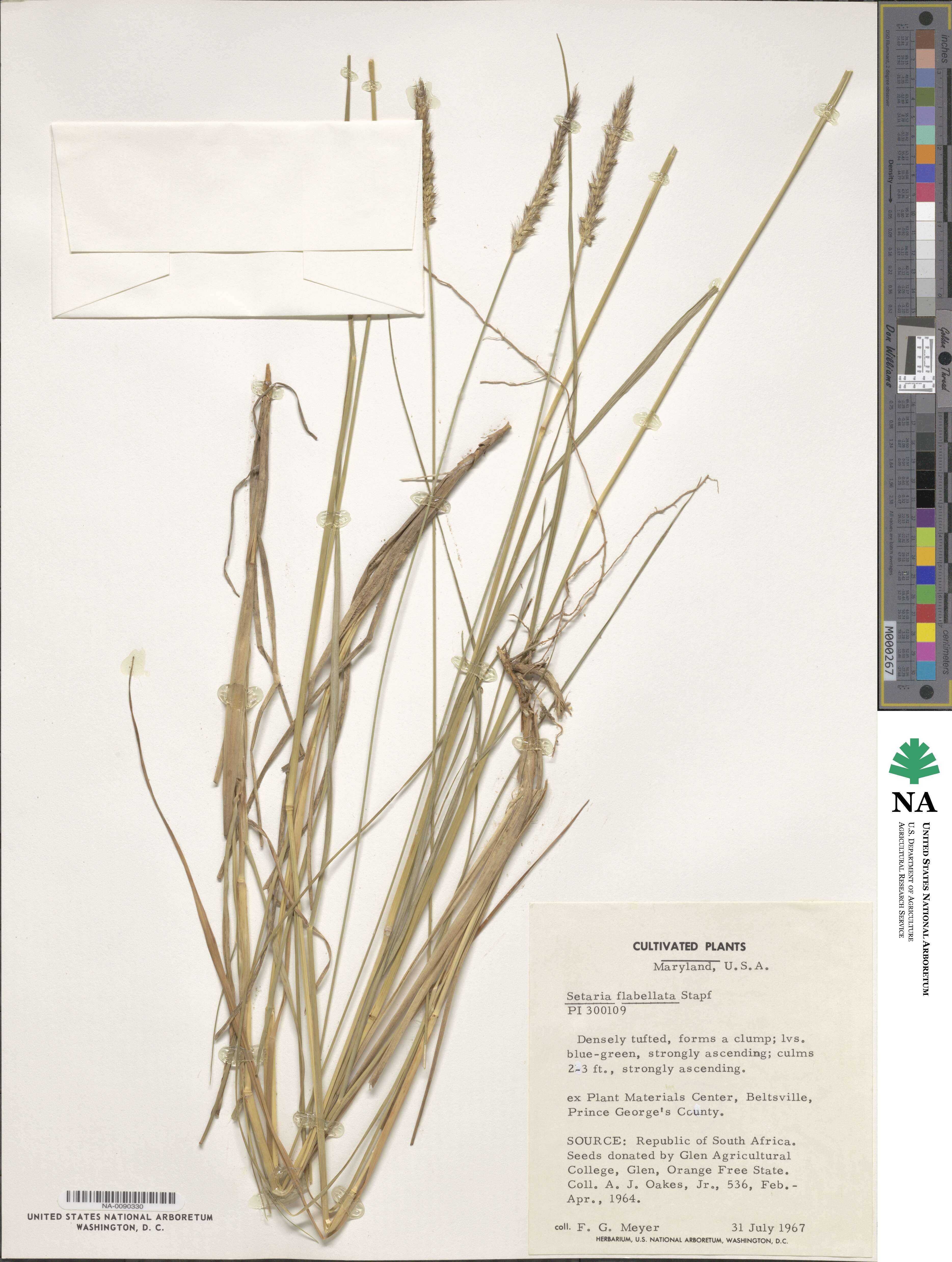 Setaria sphacelata image