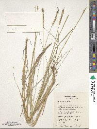 Setaria sphacelata image