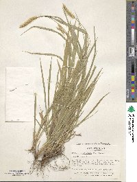 Setaria parviflora image