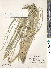 Image of Setaria incrassata