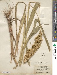 Setaria italica image