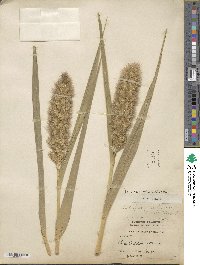 Setaria italica image