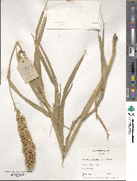 Setaria italica image