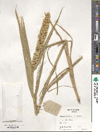 Setaria italica image