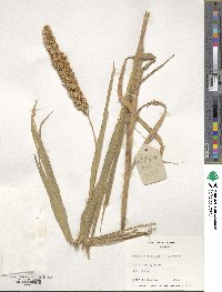 Setaria italica image