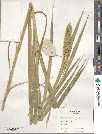 Setaria italica image