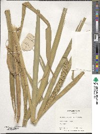 Setaria italica image