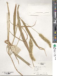 Setaria italica image