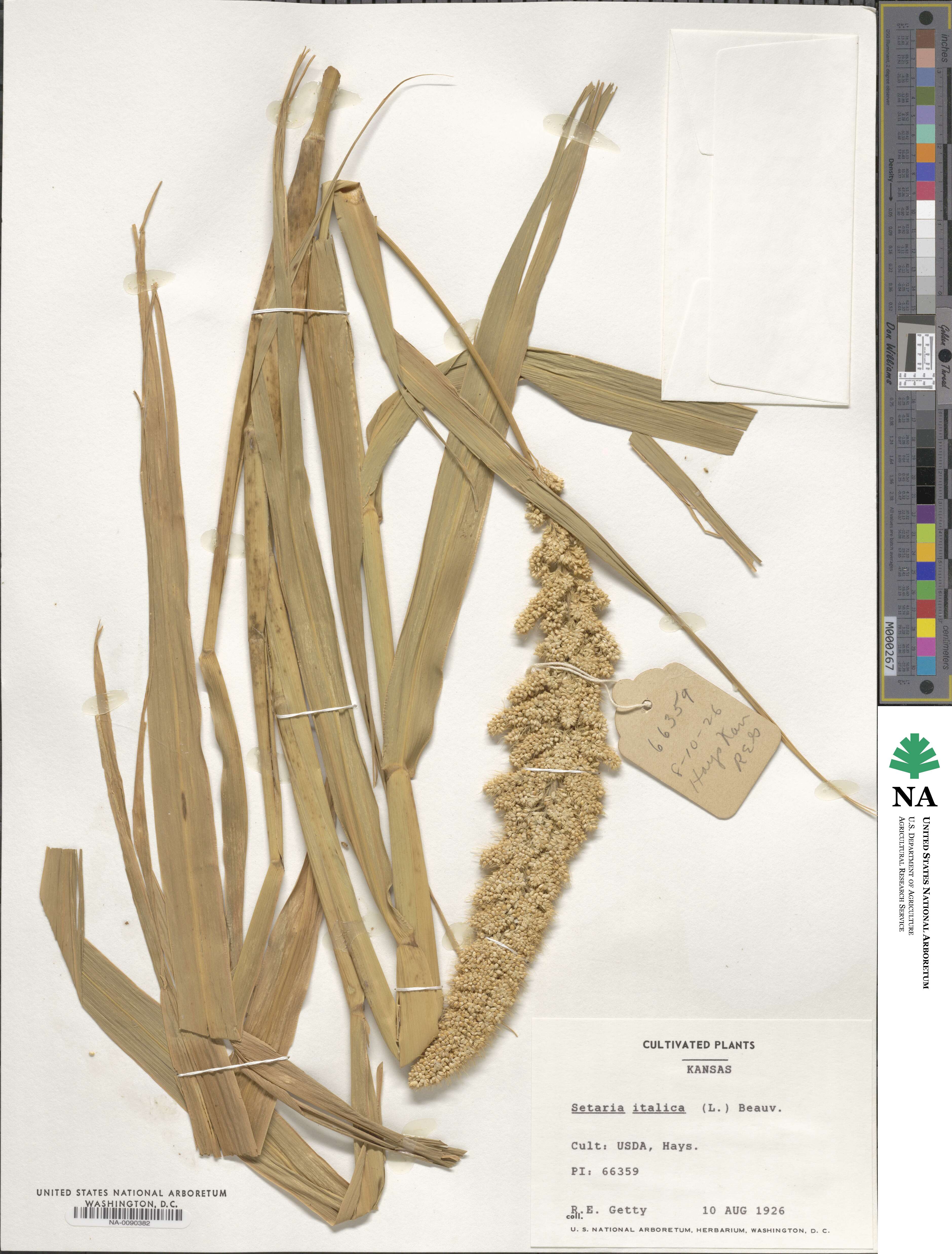 Setaria italica image
