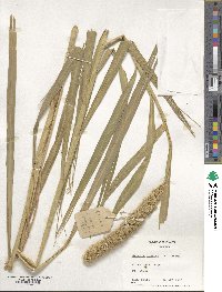 Setaria italica image