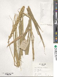 Setaria italica image