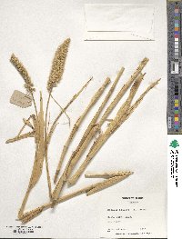 Setaria italica image