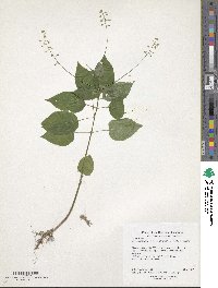 Circaea canadensis image