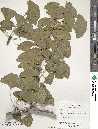 Ginkgo biloba image