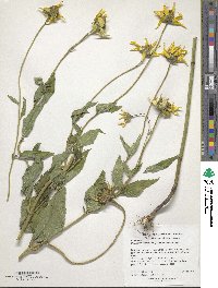 Heliopsis helianthoides image