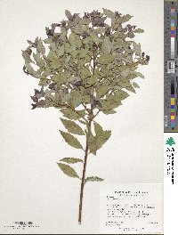 Spiraea japonica image