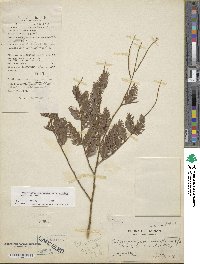 Dacrycarpus imbricatus image