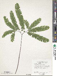 Adiantum pedatum image