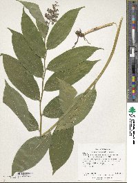 Maianthemum racemosum subsp. racemosum image