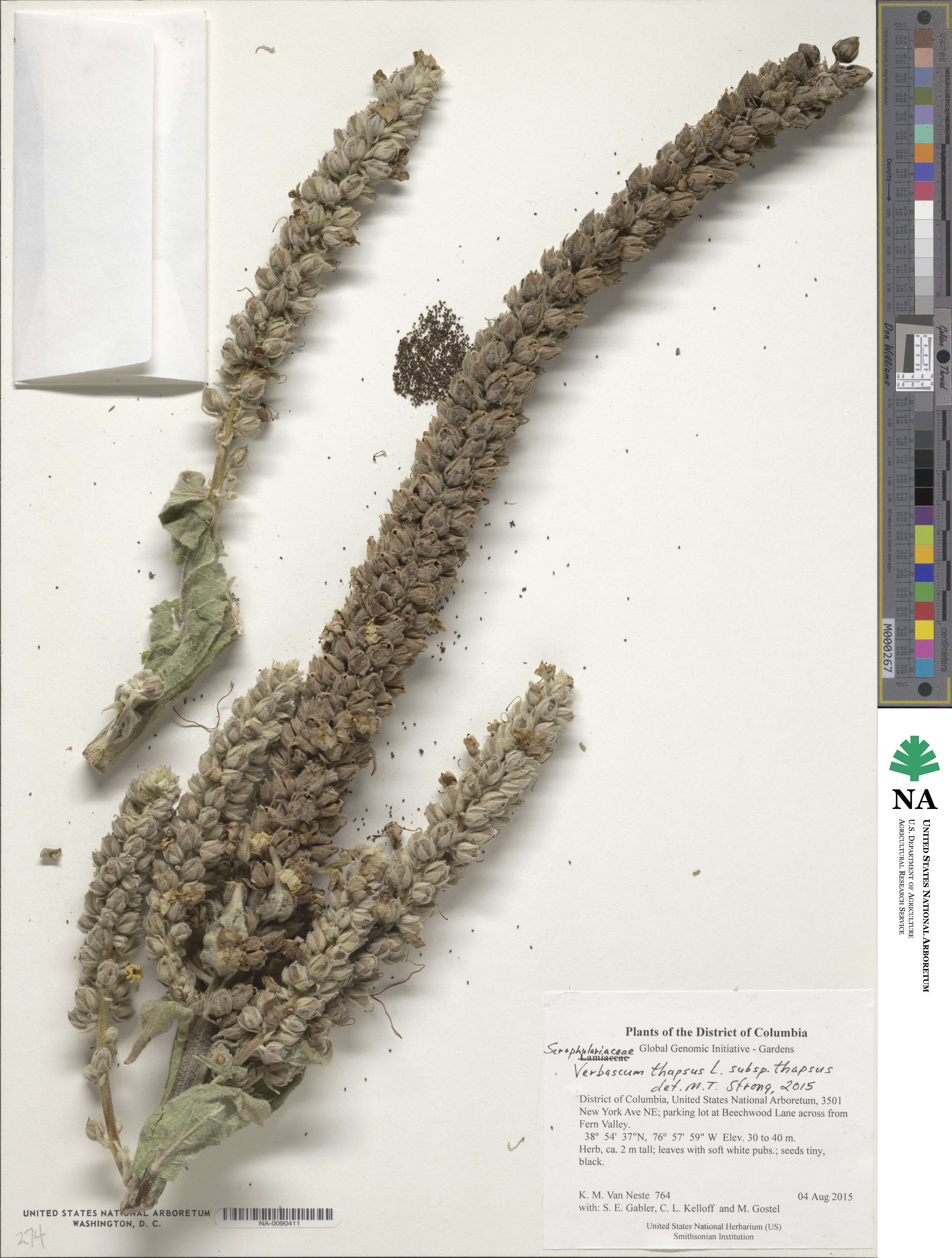 Verbascum thapsus subsp. thapsus image
