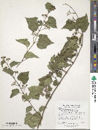 Ampelopsis glandulosa image