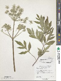 Achillea alpina subsp. alpina image