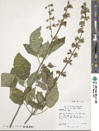 Salvia miltiorrhiza image