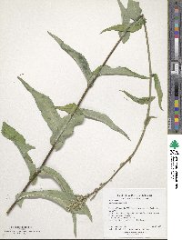 Lactuca canadensis image