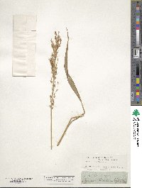 Sorghum halepense image