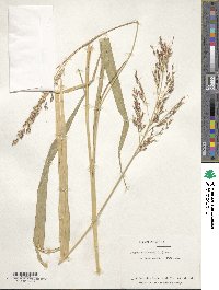 Sorghum halepense image